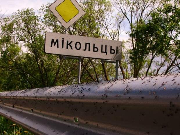 Туча комаров Туча комаров
