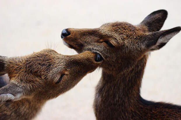 cute-animals-kissing-valentines-day-50__880