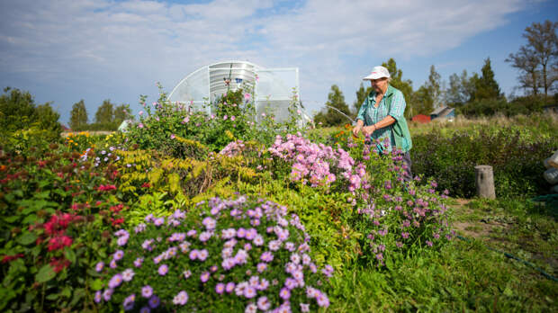 Радуют без ухода: какие неприхотливые цветы можно посадить на даче