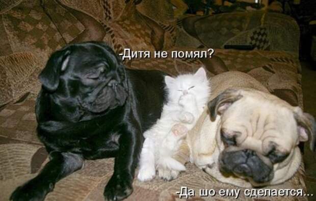 Котоматрица 14