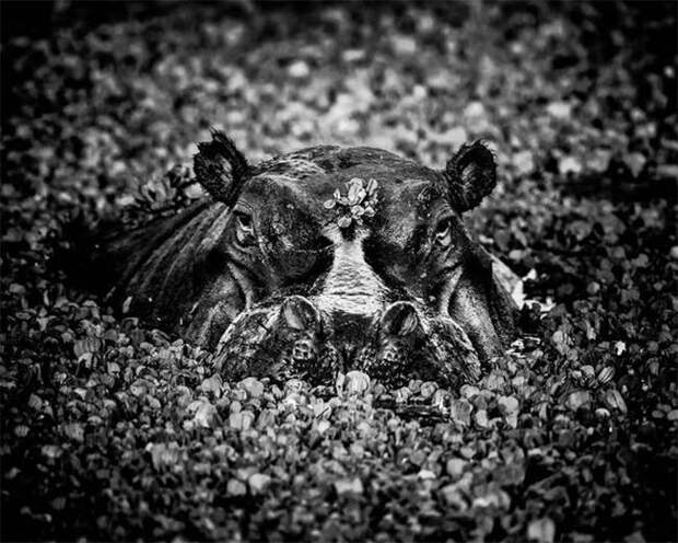 Дикая Африка в фотографиях Лорана Бау дикая природа, животные, фотографии