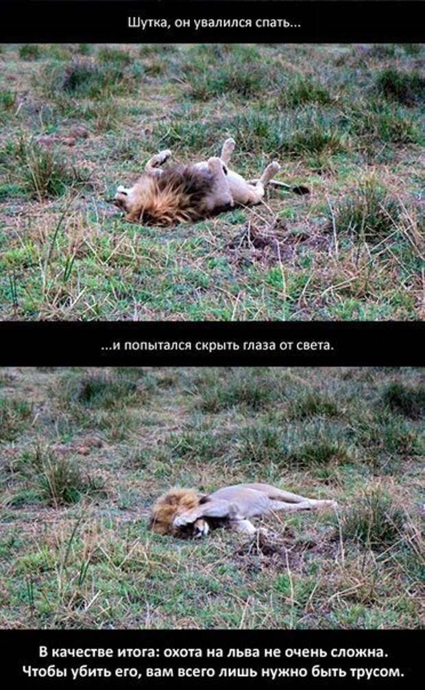 Убийство льва — самый трусливый поступок, который можно совершить. Убийство льва — самый трусливый поступок, который можно совершить.