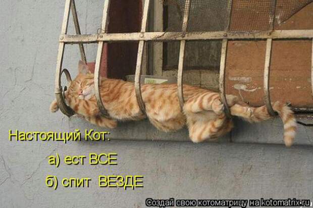 Подборка прикольных котоматриц