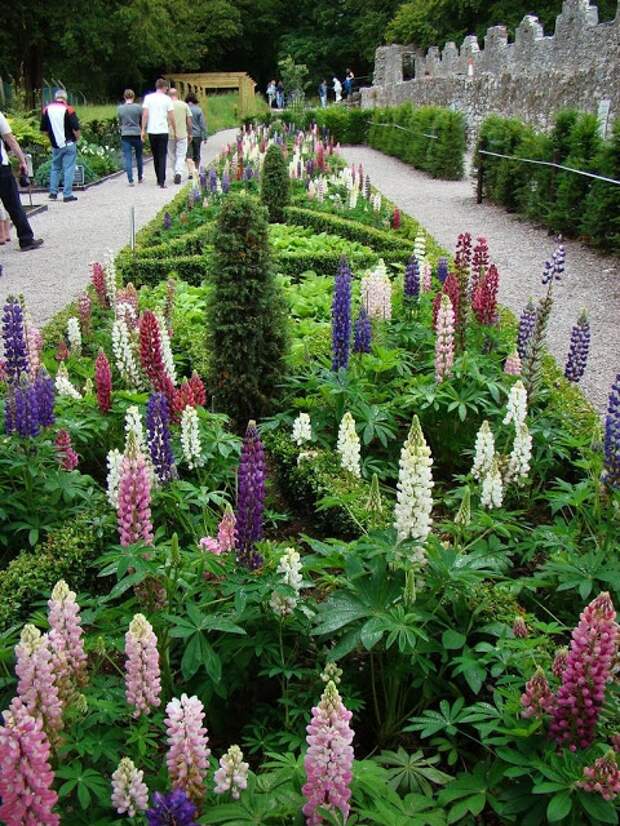 Сад Ядов - "The Poison Garden" растения, сад, яды