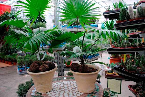 Комнатное растение Трахикарпус (Trachycarpus)