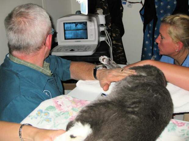 ultrasound diagnostics cat