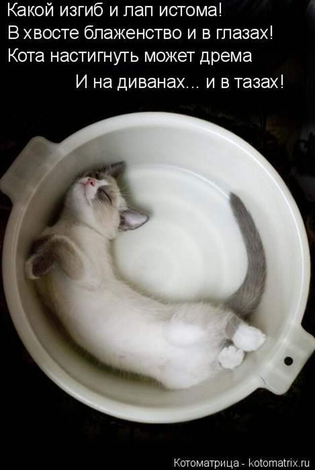 Лучшие котоматрицы недели