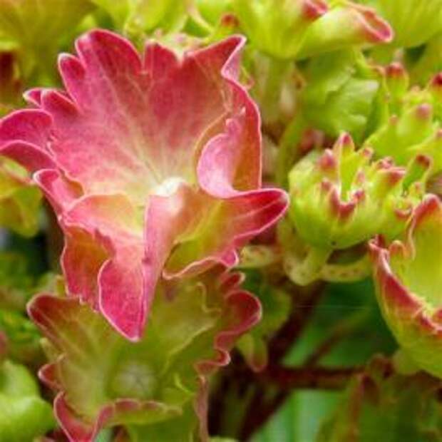 Гортензия крупнолистная (Hydrangea macrophylla)