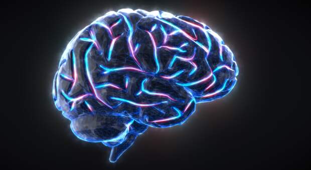 brain