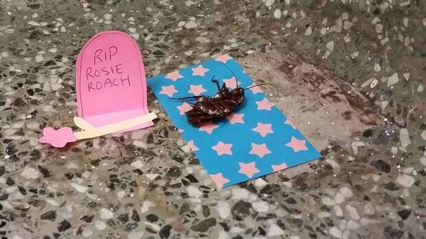 мемориал мертвому таракану, студенты устроили мемориал мертвому таракану, таракан Рози
