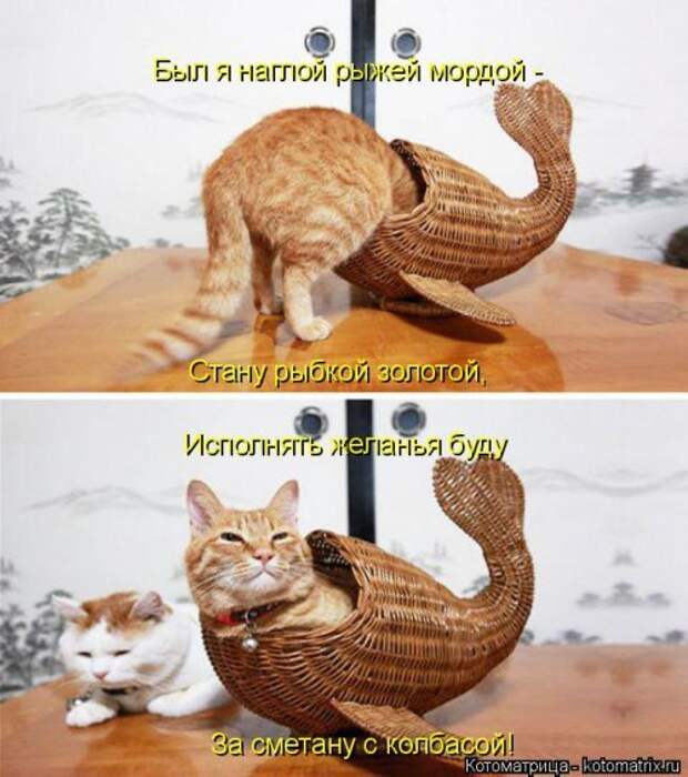 Прикольные котоматрицы. Весёлые коты