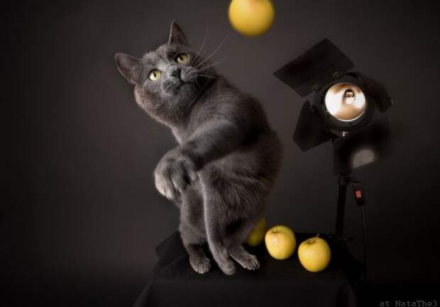 Котонатюрморты II Коты с цветами