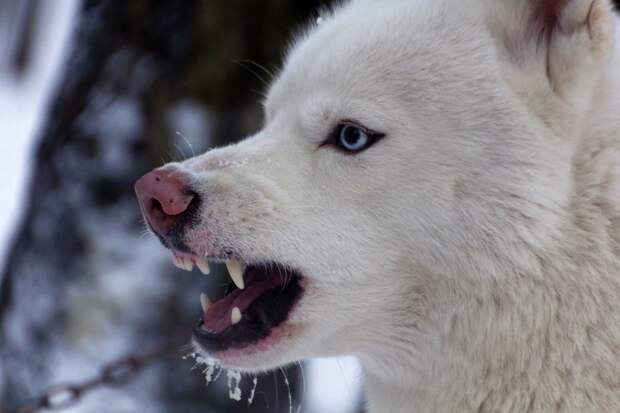 Трехлетнюю девочку, сбежавшую из детсада под Астраханью, искусали собаки