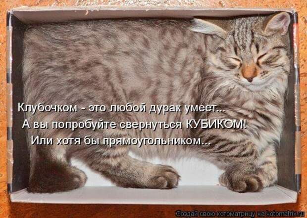 Лучшие котоматрицы - прикольные картинки Лучшие котоматрицы - прикольные картинки
