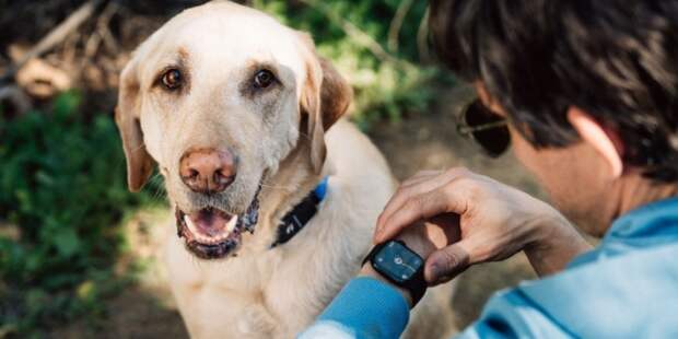 Представлен Fi Series 3 Plus — собачий ИИ-ошейник с трекингом здоровья и привычек через Apple Watch