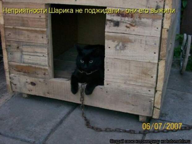 Котоматрица 26