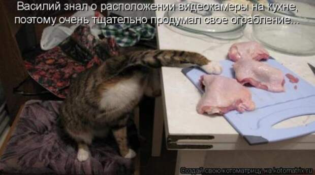 Котоматрица