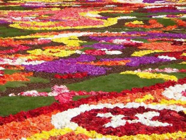 flower carpet6 The Giant Flower Carpet of Brussels 