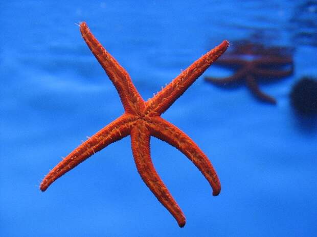 Aquarium_Barcelona2