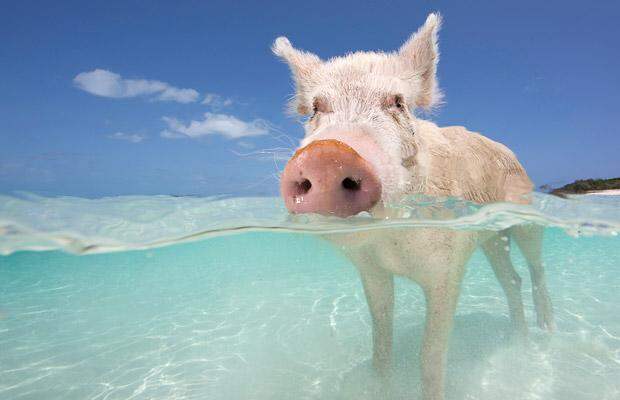 Свинья в воде. Багамы. Фото