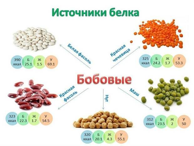 Содержание белка в бобовых