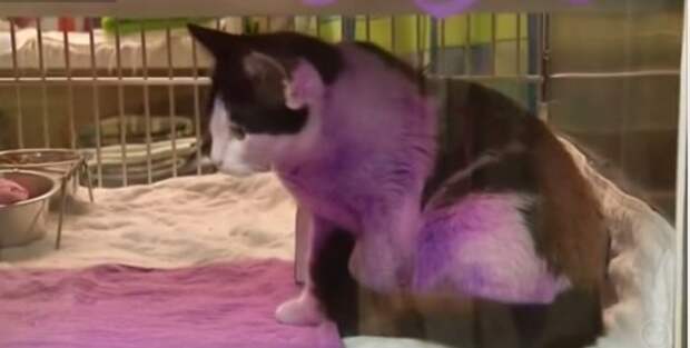 В США нашли кошку фиолетового цвета
