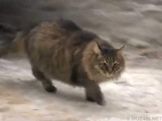 Героические кошки, которые спасли жизнь людям
