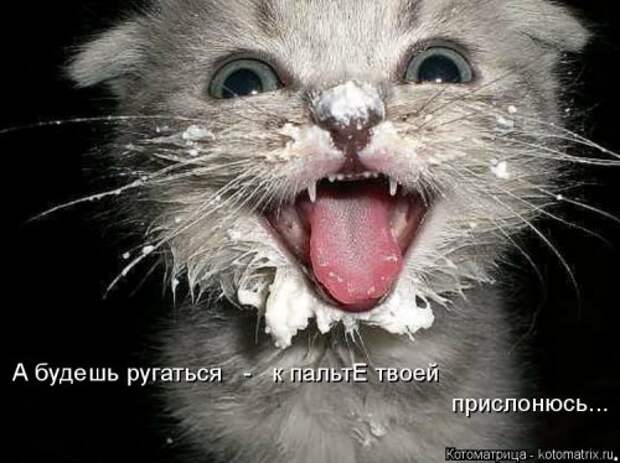 Отличная котоматрица для поднятия настроения (40 фото)
