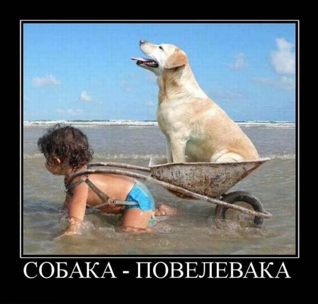 Собака-повелевака демотиватор, юмор