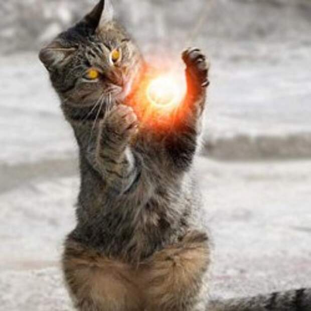 Способности кошек используют и самые опытные колдуны, и начинающие маги.