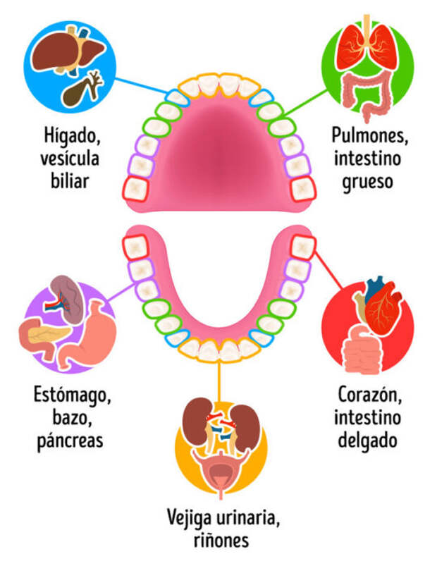 Зубы связанные с органами схема