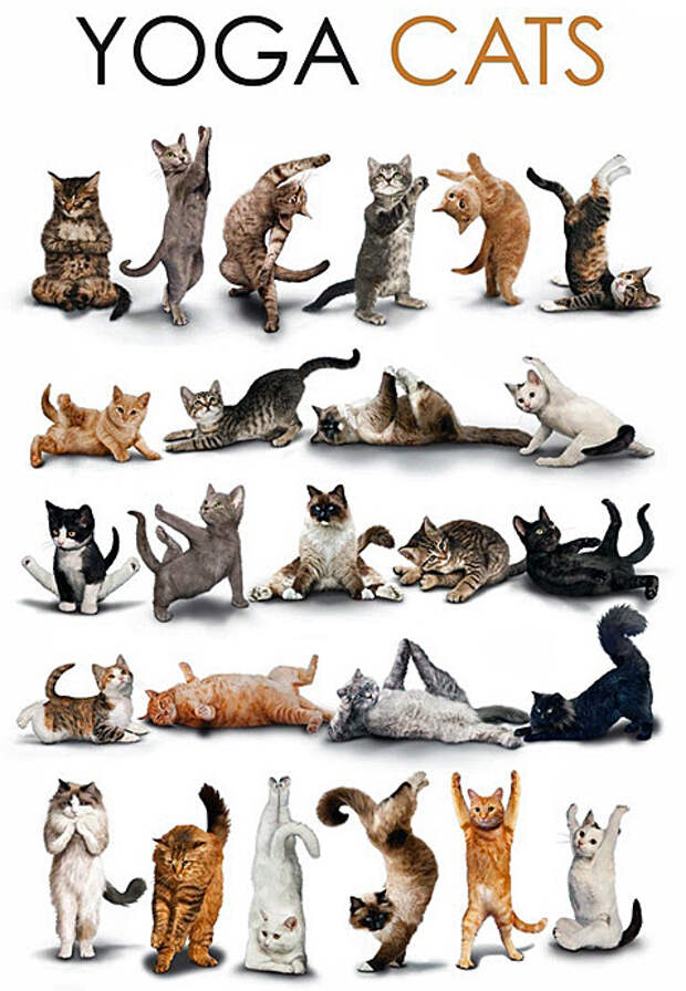 Йога и кошки в фотографиях животные, йога, коты, кошки, прикол