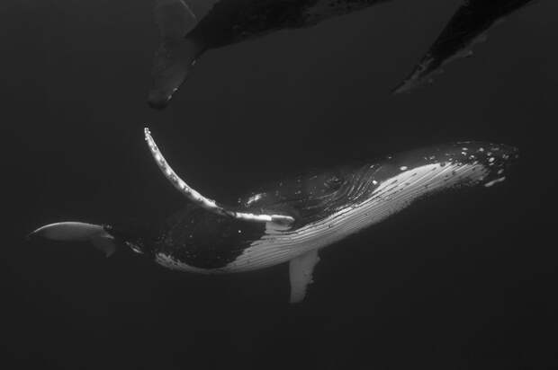 Грация кит, океан, фотография