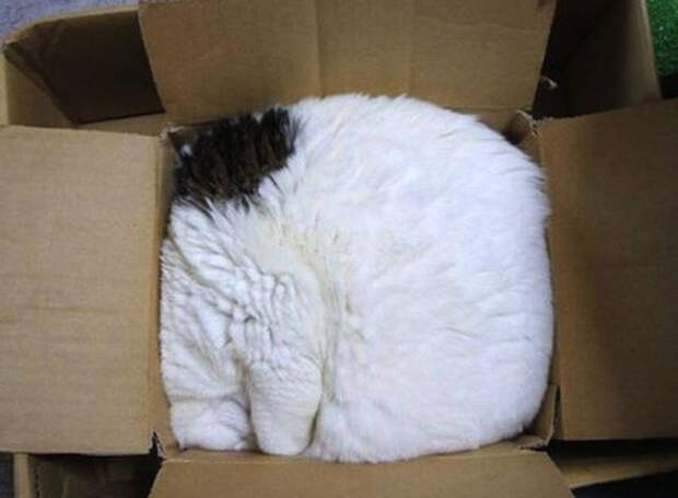 Немного спящих котов коты, милота, сон