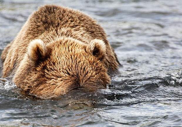 Diving bear