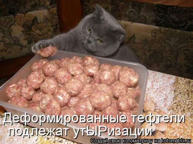 Котоматрицы (картинки с подписями)