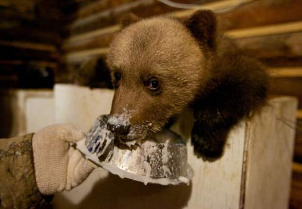 Раньше убивал медведей, теперь спасает (16 фото)