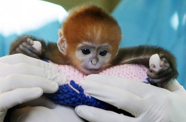 Трогательные фотографии детенышей животных для поднятия настроения и работоспособности