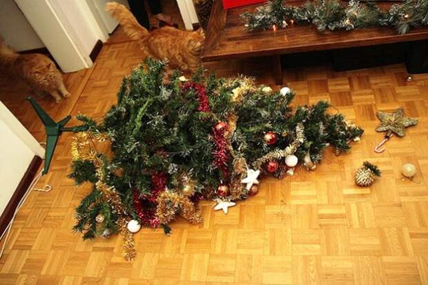 Котострофа коты, один дома