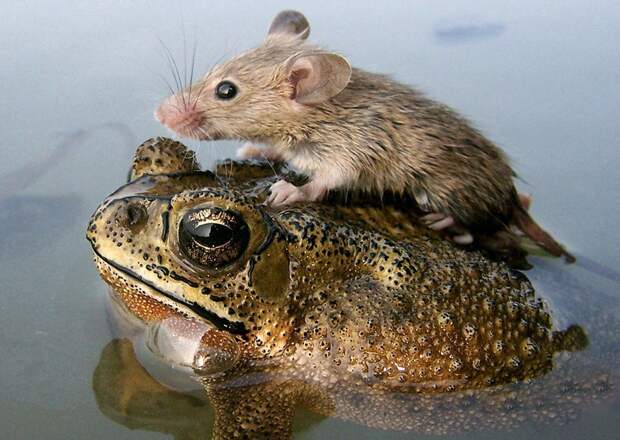 InterspeciesFriends17 InterspeciesFriends17 Самые трогательные примеры дружбы среди животных