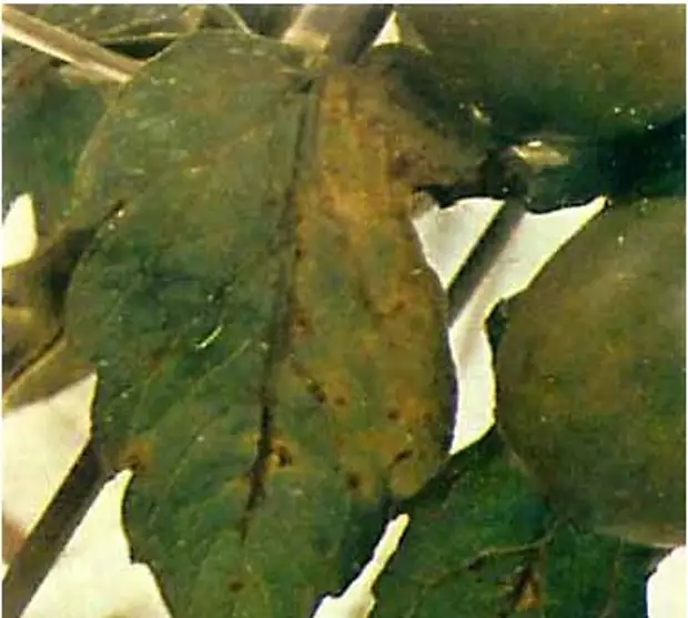 Нехватка микроэлементов у томатов по листьям фото