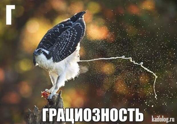Русский алфавит (65 картинок)