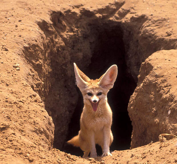 фенек. Фото / fennec fox photo