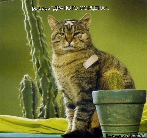 Чудная котоматрица 33