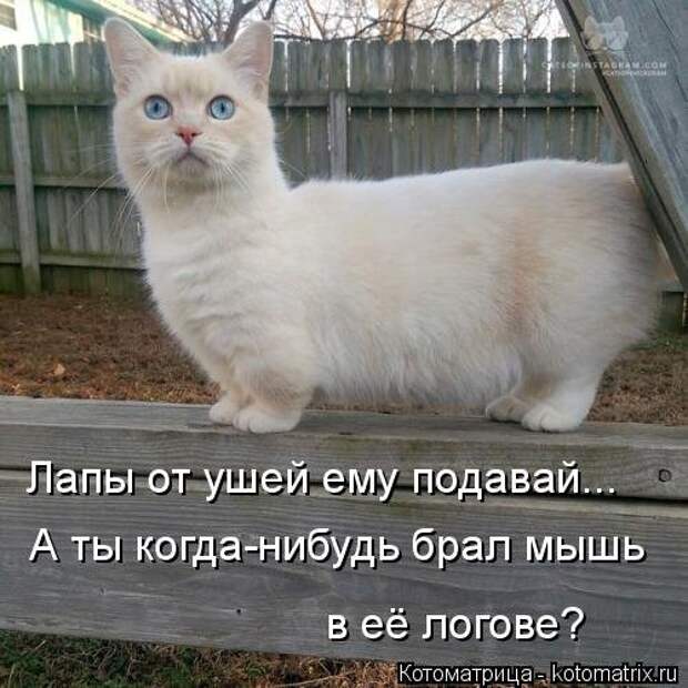 Свежая котоматрица на Бугаге (34 фото)
