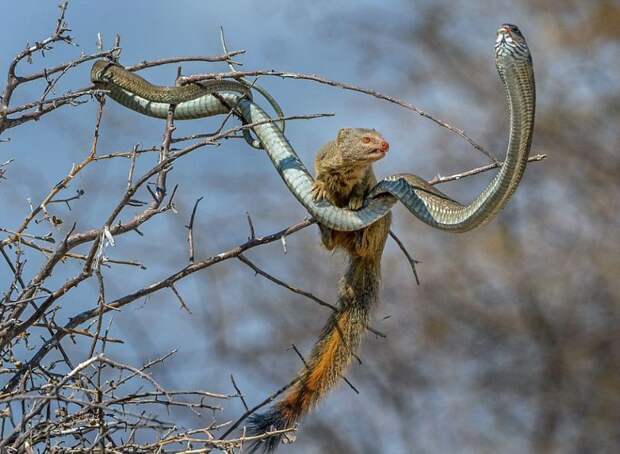 У мангуста на обед была ядовитая змея змея, мангуст, обед, ядовитая