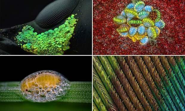 20 победителей конкурса микрофотографии Nikon Small World 20 победителей конкурса микрофотографии Nikon Small World