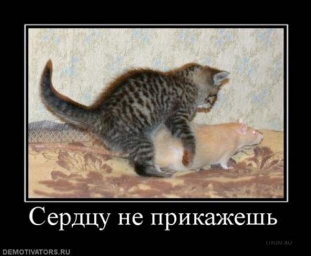Веселые демотиваторы у нас каждый день!
