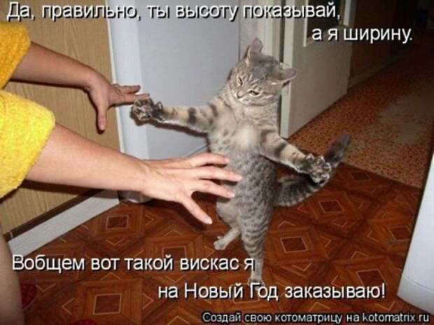 Котоматрицы на Новый год