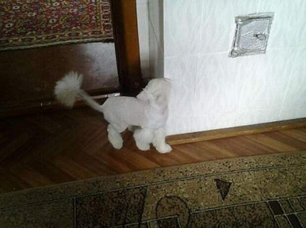 Вторая жизнь  кота, найденного под окнами дома